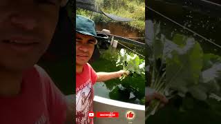 Essa planta é muito boa para os peixes #criaçãodepeixes