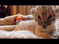 В Гродненском зоопарке родился львенок. 06.11.2020