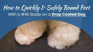 How to Quickly & Safely Round Feet with a #40 Blade on a Drop Coated Dog