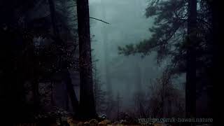 Звуки природы | Ночной лес |  Совы | Звуки ветра