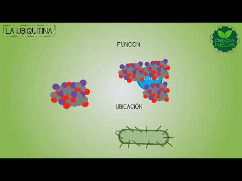 Vídeo: El Papel De Las Ubiquitinas Ligasas Que Contienen Cullina 5