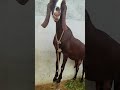 देखिए कैसे बकरी चढ़ी ऊपर 😲😱❣️❣️#instagram #trending #new