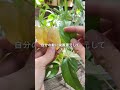 葉が黄色くなる理由。光合成ってやっぱり大切だよね!#green #plants