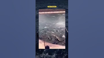 #crocodile messed with wrong guy #viral #shorts
