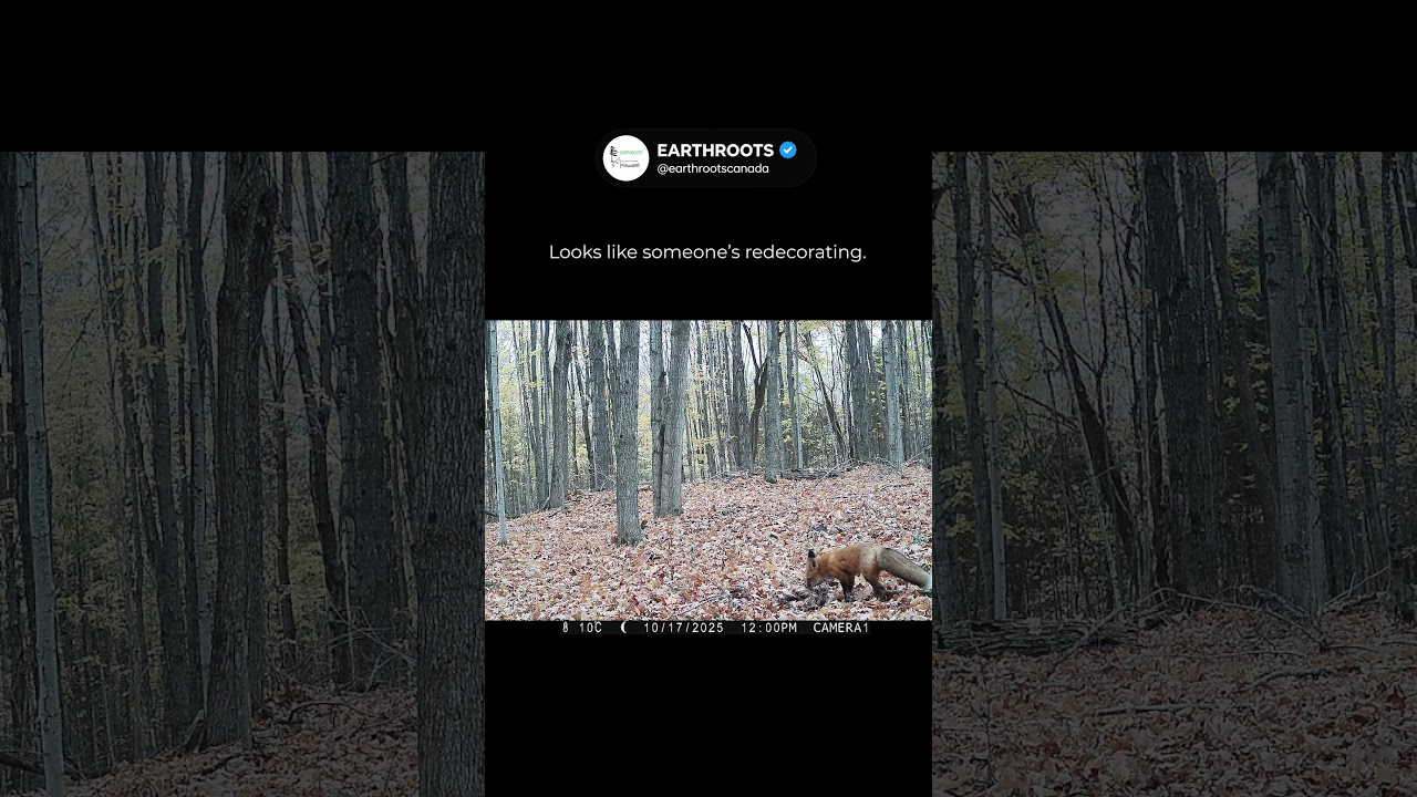 EYES IN THE FOREST | Looks Like Someone’s Redecorating