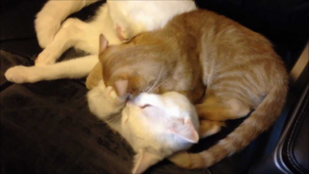 Why Do Cats Fight After Grooming Each Other Youtube