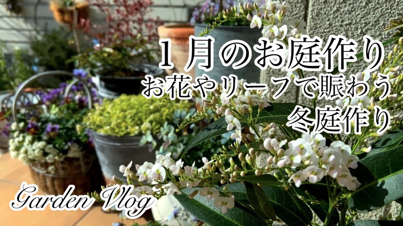 【ガーデニングvlog】１月のお庭作り／お花やリーフが賑わう冬庭の管理方法／クリスマスローズ利休ほか／すのこフェンスのリメイク