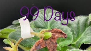 African Violet Seed Pod Update 99 Days
