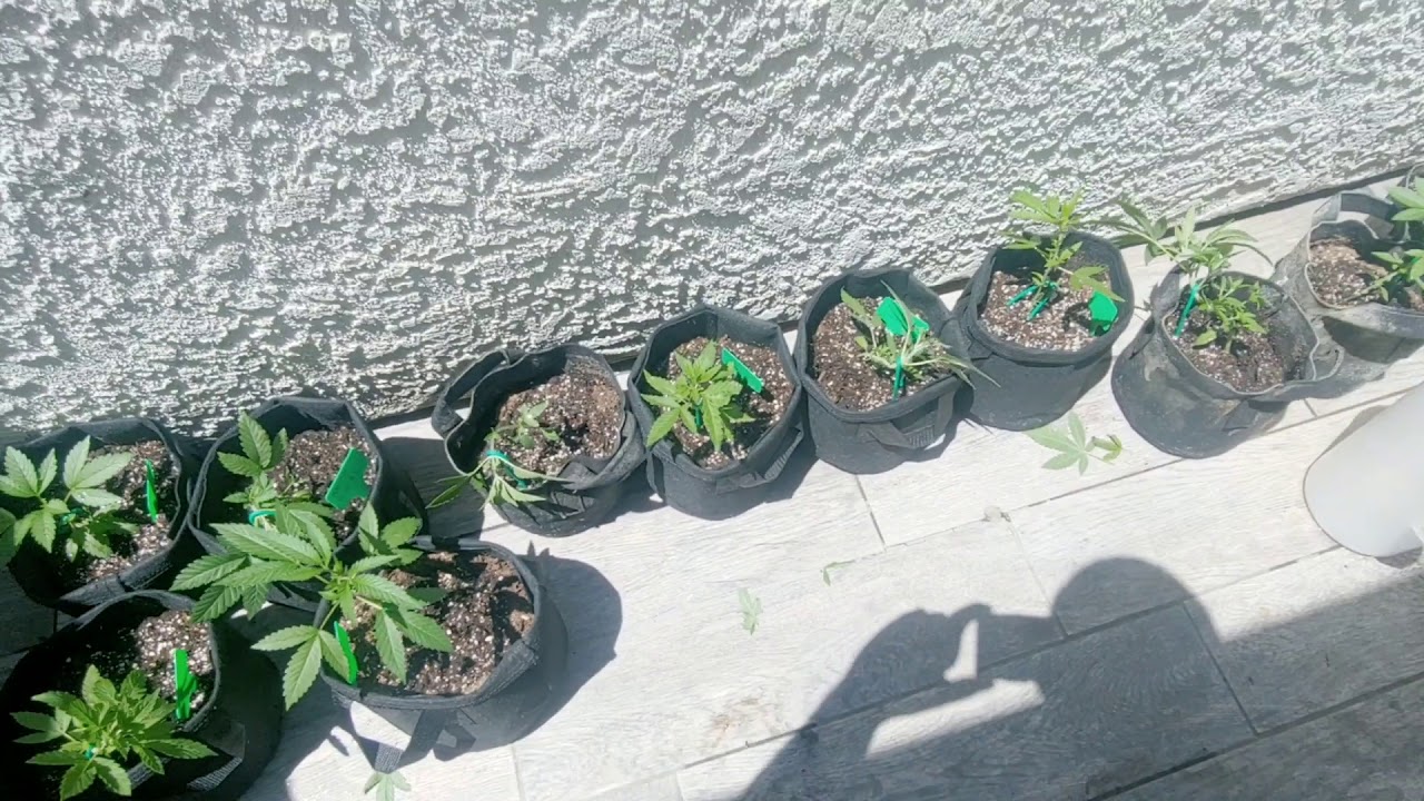 Miracle Grow weed update