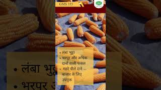 GMS 355 Maize Variety | High Yield Hybrid Corn with Strong Plant Performance