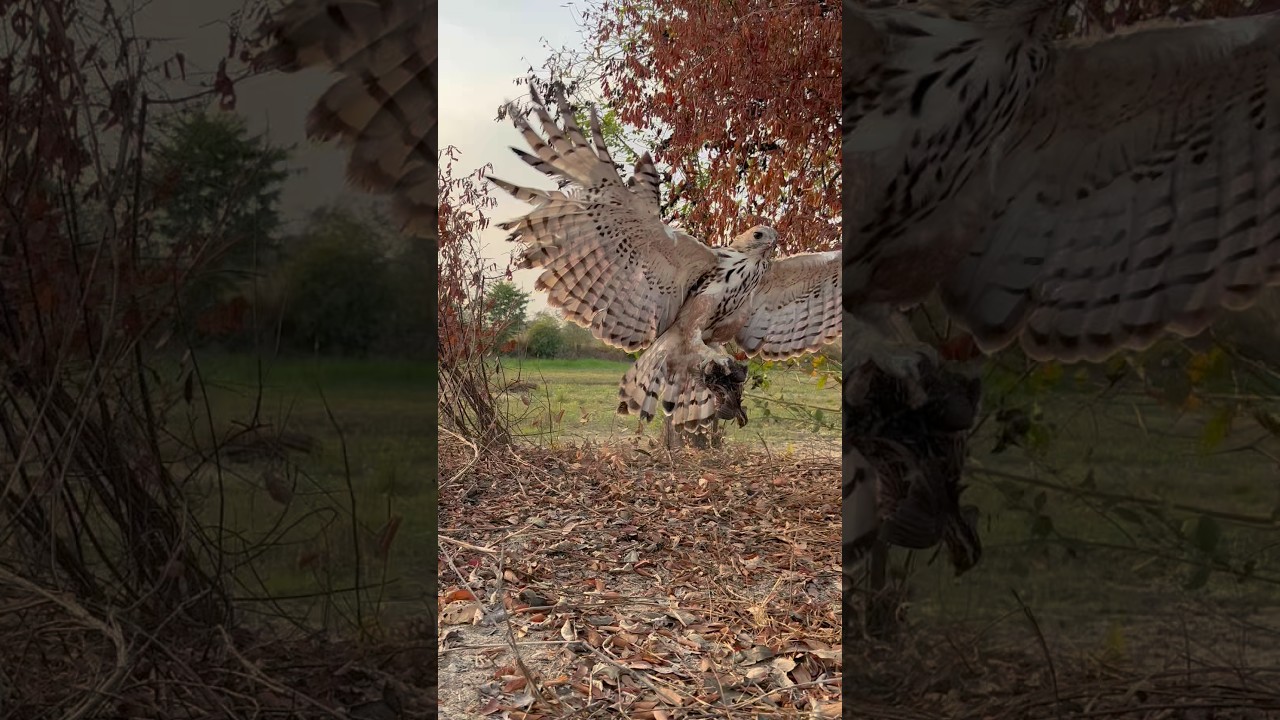 Changeable Hawk Eagle hunting skill 