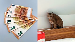 Falschgeld-Betrüger festgenommen - illegal gehaltene Wildkatze entdeckt