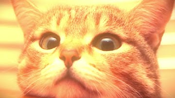 Dual Intro MC ~KuuHaKu~ Troll Seven [Mine Imator] & Panda [AE]