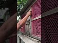 releasing the pigeons 🕊️🕊️ #pegion #pegionslover #pets