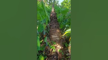 củ khoai môn khủng,các bạn cho lúa xin một đăng ký nha