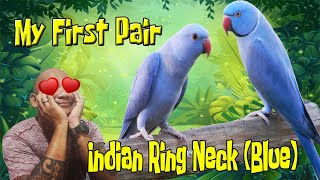 Indian Ring Neck || My First Pair