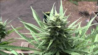 The Weed Nerd Episode #88Part2