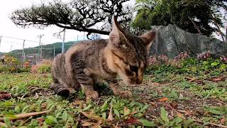 たまたま寄った公園が予想外に野良猫公園だった