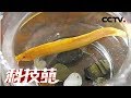 《科技苑》 泥水里养出金泥鳅 20180612 | CCTV农业