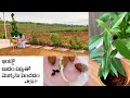 How to grow almond plant from seed at home||ఇంట్లో బాదం పప్పుతో మొక్కను పెంచడం ఎలా?