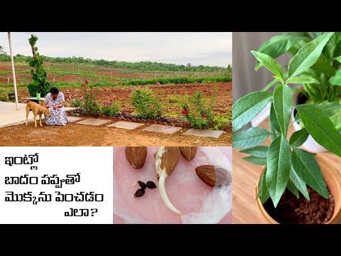 How to grow almond plant from seed at home||ఇంట్లో బాదం పప్పుతో మొక్కను పెంచడం ఎలా?