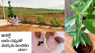 How to grow almond plant from seed at home||ఇంట్లో బాదం పప్పుతో మొక్కను పెంచడం ఎలా