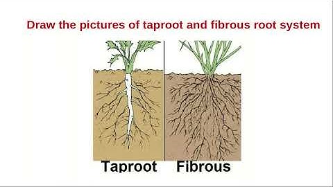 Root system || Class 4 || E V S | DH learning studio