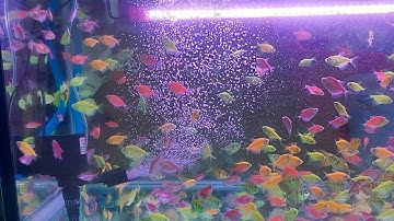 Máy bơm lọc nước và tạo oxy cho bể cá VIPSUNFISH VS-1680 và VS-2680