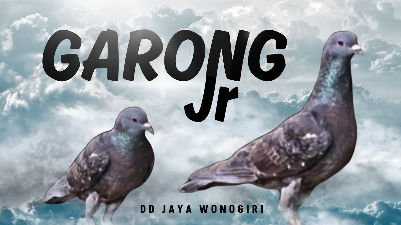 PERJALANAN MERPATI VIRAL GARONG JR DD JAYA WONOGIRI - YouTube