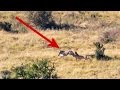 Cheetahs take down young zebra at full speed | Addo Elephant National Park