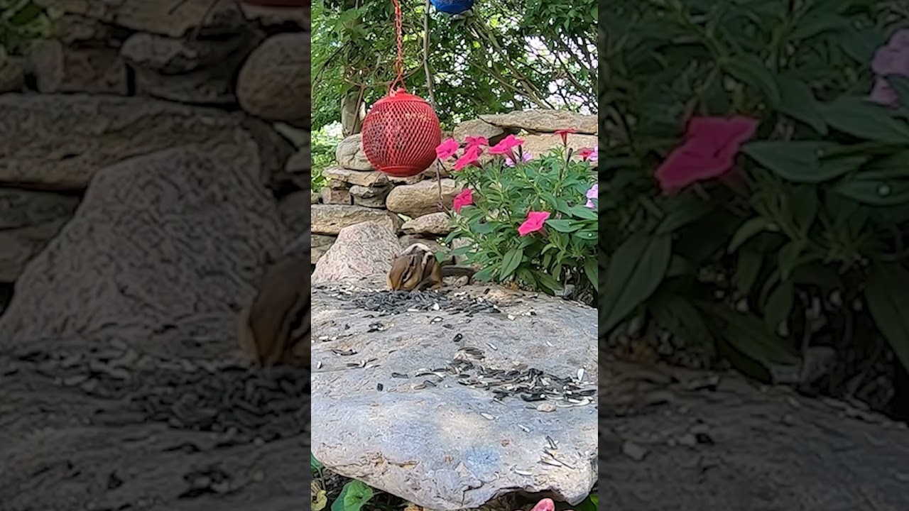 Captivating Chipmunks and Squirrels in a Lush Garden: Ideal for Cat Stimulation