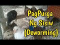 Pagpurga ng Sisiw (Deworming of Chicks)