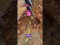 Smart Farming Tool for Easy Weed Removal 🌱
