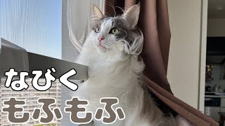 強風の日の長毛猫【メインクーン】 by らいむずらいふ 451 views 6 months ago 3 minutes, 18 seconds