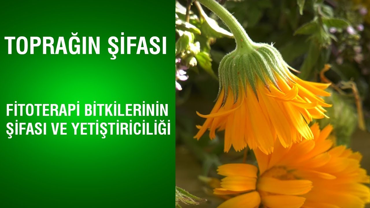 Toprağın Şifası - Fitoterapi Bitkilerinin Şifası ve Yetiştiriciliği