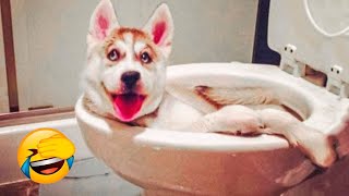 Funny animals | Funny cats and dogs | Funny animal videos 2023 #27