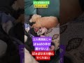 #トイプードル #シニア犬