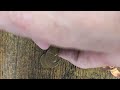 Lincoln Cent Search Lots of Copper