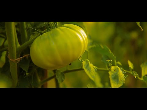 პომიდვრის ნაკვეთის მონიტორინგი გრემში. 21.07.2020