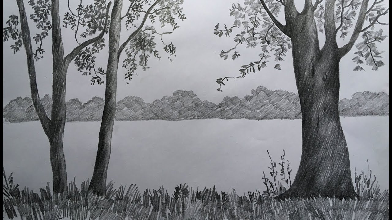 drawings of trees in pencil