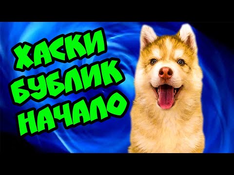 ХАСКИ БУБЛИК. Мистер Бубл. НАЧАЛО