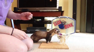 Training Session: Joey the Ferret learning to shoot hoops Part 4