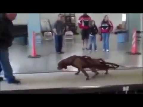 Pitbull Impossible Power | You Don't Believe Your Eyes