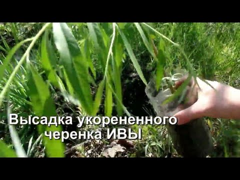 Купить Ивовый Черенок В Краснодарском Крае