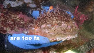 White Abalone Collection First Time in 12 Years