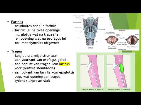 Video: Is plaveiselepiteelselle sleg?