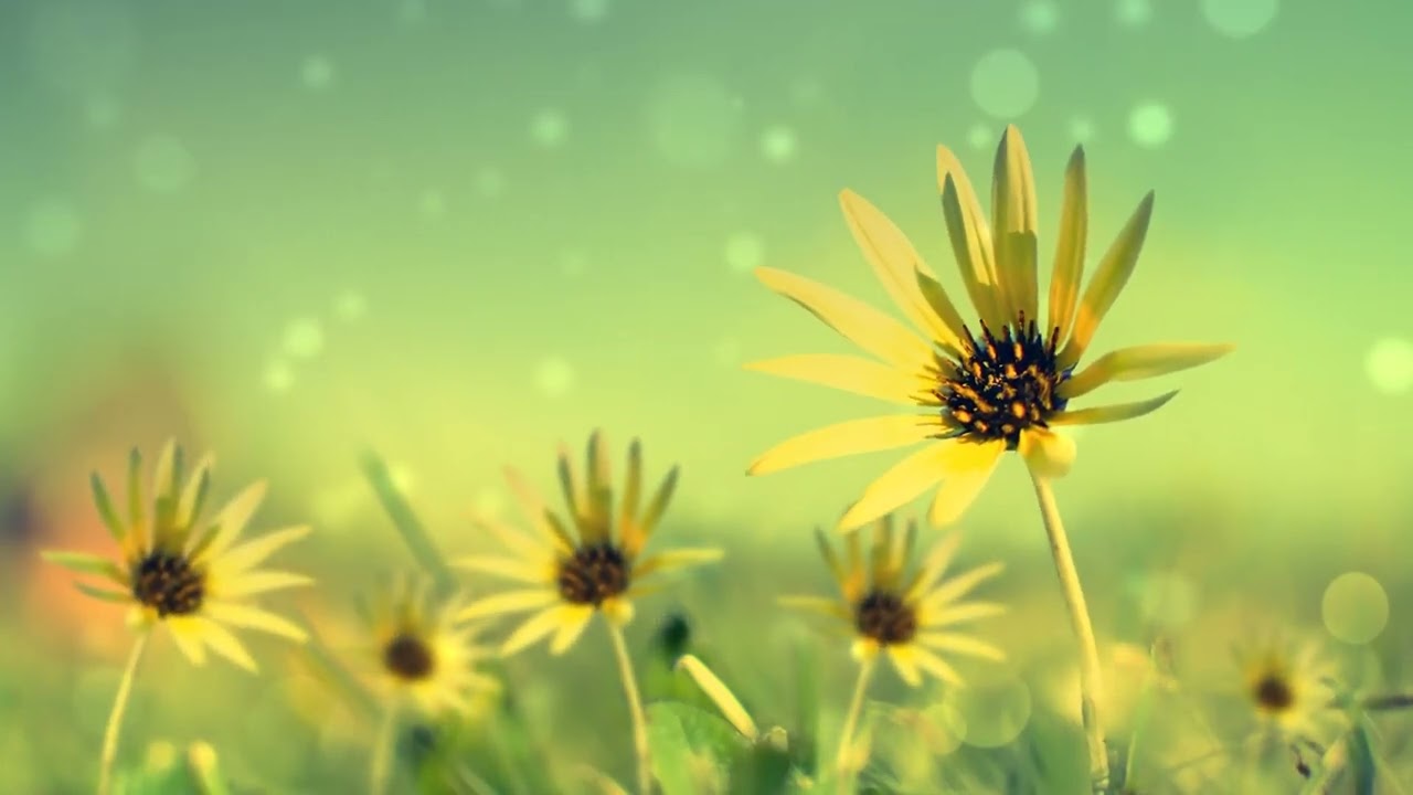 motion background video effects hd no copyright