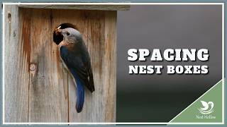 How Far Apart to Space Bluebird Boxes - Real Answer