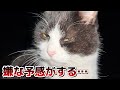 事件が起きた日…もん吉の様子はおかしかったです