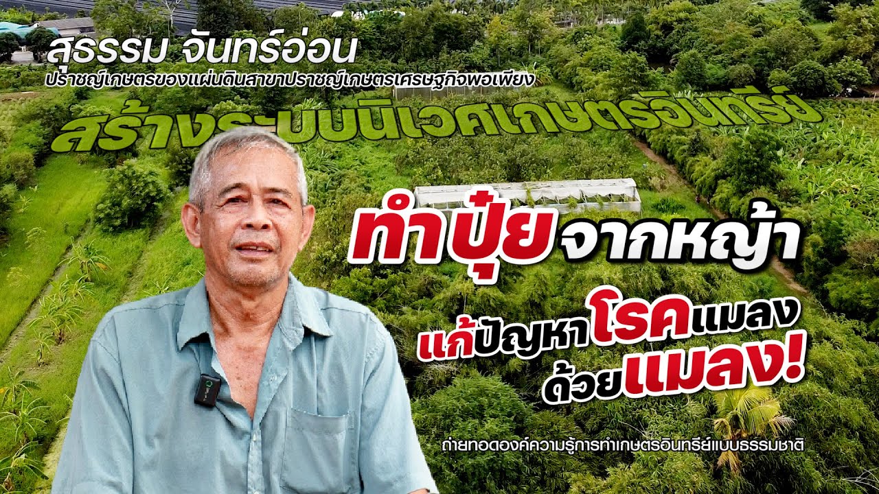 ทำปุ๋ยด้วยหญ้าแก้ปัญหาโรคแมลงด้วยแมลง #เกษตรอารมณ์ดี